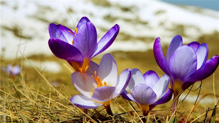 خواص شگف انگیز زعفران