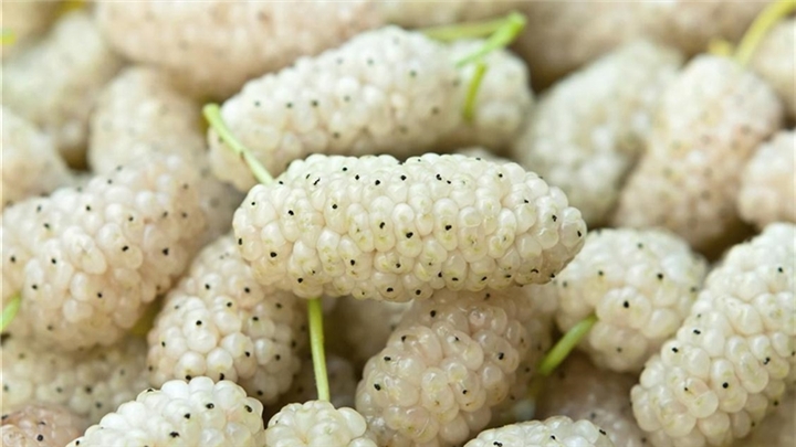 خواص شگفت انگیز توت سفید خشک برای بدن