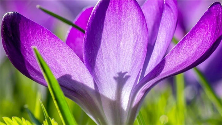 خرید زعفران