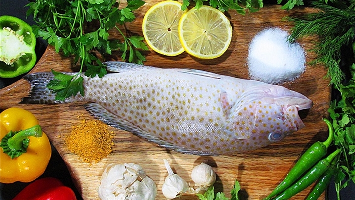 معرفی ماهی هامور