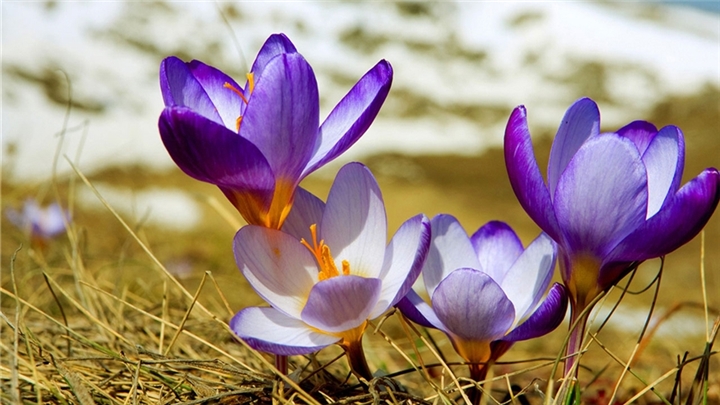 خرید زعفران سوپر نگین صادراتی دونا