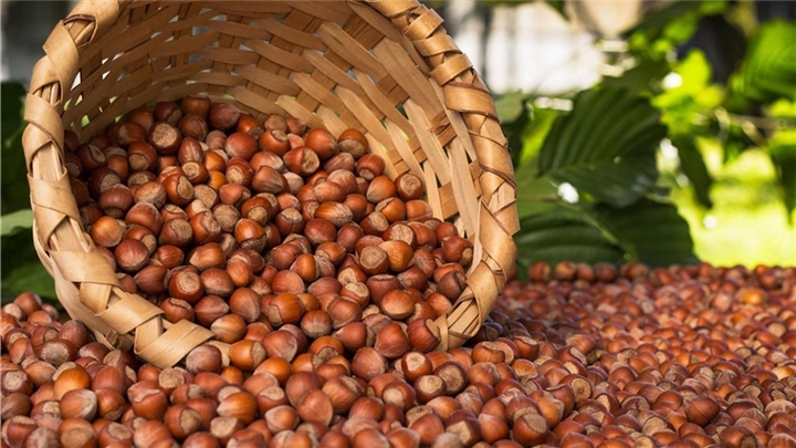 30 خاصیت بی نظیر مغز فندق