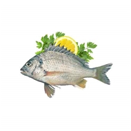 ماهی شانک (شوم) 1 کیلویی دونا