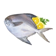 ماهی حلوای سفید زبیده 1 کیلو گرمی دونا