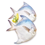 ماهی حلوایی سفید مقوایی 1 کیلویی دونا
