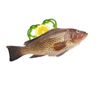 ماهی هامور 1 کیلویی دونا