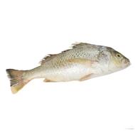 ماهی سنگسر طلایی 1 کیلویی دونا