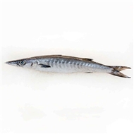 ماهی شیر نیزه ای (کوتر) 1 کیلویی دونا
