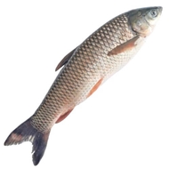ماهی سفید پرورشی 1 کیلویی دونا