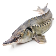 ماهی ازون برون دریا 1 کیلویی دونا