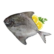 ماهی حلوای سیاه 1 کیلو گرمی دونا