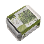 مخلوط نعنا و جعفری سرخ شده منجمد 250 گرمی نوبر سبز