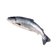 ماهی قزل آلا 1 کیلوگرمی