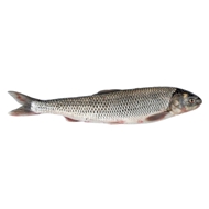 ماهی سفید 1 کیلوگرمی