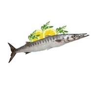ماهی دولمی (باراکودا) 1 کیلویی دونا